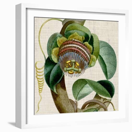 Cropped Turpin Tropicals IV-Vision Studio-Framed Art Print