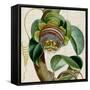 Cropped Turpin Tropicals IV-Vision Studio-Framed Stretched Canvas