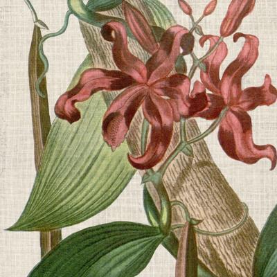 https://imgc.allpostersimages.com/img/posters/cropped-turpin-tropicals-ix_u-L-Q1I8ZN20.jpg?artPerspective=n