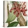 Cropped Turpin Tropicals IX-Vision Studio-Stretched Canvas