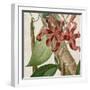 Cropped Turpin Tropicals IX-Vision Studio-Framed Art Print