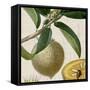 Cropped Turpin Tropicals V-Vision Studio-Framed Stretched Canvas