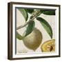 Cropped Turpin Tropicals V-Vision Studio-Framed Art Print