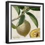 Cropped Turpin Tropicals V-Vision Studio-Framed Art Print