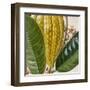 Cropped Turpin Tropicals VI-Vision Studio-Framed Art Print