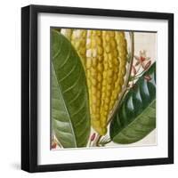 Cropped Turpin Tropicals VI-Vision Studio-Framed Art Print