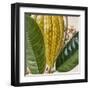 Cropped Turpin Tropicals VI-Vision Studio-Framed Art Print