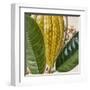 Cropped Turpin Tropicals VI-Vision Studio-Framed Art Print