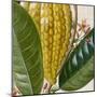 Cropped Turpin Tropicals VI-Vision Studio-Mounted Art Print