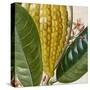 Cropped Turpin Tropicals VI-Vision Studio-Stretched Canvas