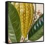 Cropped Turpin Tropicals VI-Vision Studio-Framed Stretched Canvas