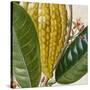 Cropped Turpin Tropicals VI-Vision Studio-Stretched Canvas