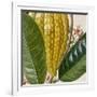 Cropped Turpin Tropicals VI-Vision Studio-Framed Art Print