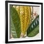 Cropped Turpin Tropicals VI-Vision Studio-Framed Art Print