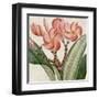 Cropped Turpin Tropicals VII-Vision Studio-Framed Art Print