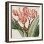 Cropped Turpin Tropicals VII-Vision Studio-Framed Art Print