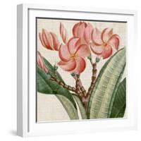 Cropped Turpin Tropicals VII-Vision Studio-Framed Art Print