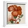 Cropped Turpin Tropicals VIII-Vision Studio-Framed Art Print