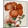 Cropped Turpin Tropicals VIII-Vision Studio-Mounted Art Print