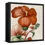 Cropped Turpin Tropicals VIII-Vision Studio-Framed Stretched Canvas