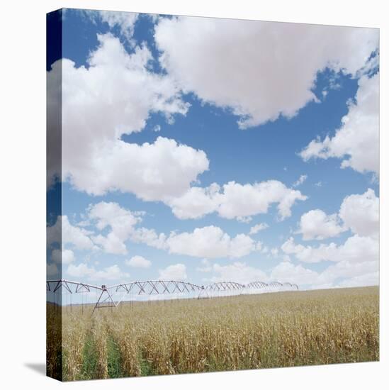 Crops growing in a field-null-Stretched Canvas