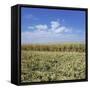 Crops growing in a field-null-Framed Stretched Canvas