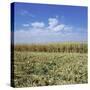 Crops growing in a field-null-Stretched Canvas