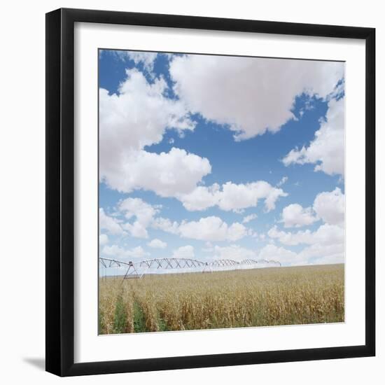 Crops growing in a field-null-Framed Photographic Print