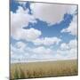 Crops growing in a field-null-Mounted Photographic Print