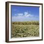 Crops growing in a field-null-Framed Photographic Print