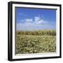 Crops growing in a field-null-Framed Photographic Print