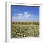 Crops growing in a field-null-Framed Photographic Print