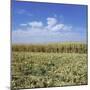 Crops growing in a field-null-Mounted Photographic Print