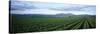Crops in a Farm, California, USA-null-Stretched Canvas