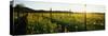 Crops in a Field, Napa Valley, California, USA-null-Stretched Canvas