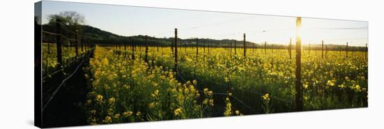 Crops in a Field, Napa Valley, California, USA-null-Stretched Canvas