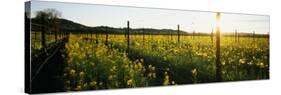 Crops in a Field, Napa Valley, California, USA-null-Stretched Canvas