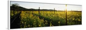 Crops in a Field, Napa Valley, California, USA-null-Framed Photographic Print