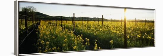 Crops in a Field, Napa Valley, California, USA-null-Framed Photographic Print