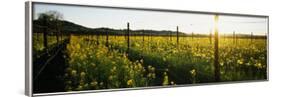 Crops in a Field, Napa Valley, California, USA-null-Framed Photographic Print