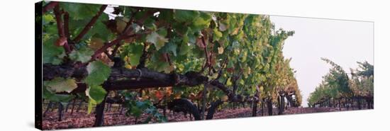 Crops in a Vineyard, Sonoma County, California, USA-null-Stretched Canvas