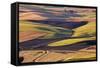 Crops of Wheat and Peas Nearing Harvest-Terry Eggers-Framed Stretched Canvas