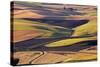 Crops of Wheat and Peas Nearing Harvest-Terry Eggers-Stretched Canvas