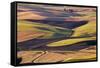 Crops of Wheat and Peas Nearing Harvest-Terry Eggers-Framed Stretched Canvas
