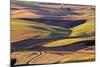 Crops of Wheat and Peas Nearing Harvest-Terry Eggers-Mounted Photographic Print