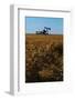 Crops Ready for Harvest-null-Framed Photographic Print