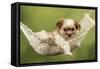 Cross Breed Puppy in Hammock-null-Framed Stretched Canvas