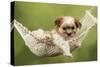 Cross Breed Puppy in Hammock-null-Stretched Canvas