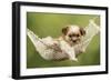 Cross Breed Puppy in Hammock-null-Framed Photographic Print