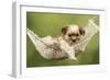 Cross Breed Puppy in Hammock-null-Framed Photographic Print